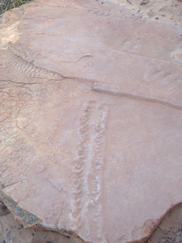 Fossilised tracks of a giant scorpion, about the size of a cat! Kalbarri National Park.