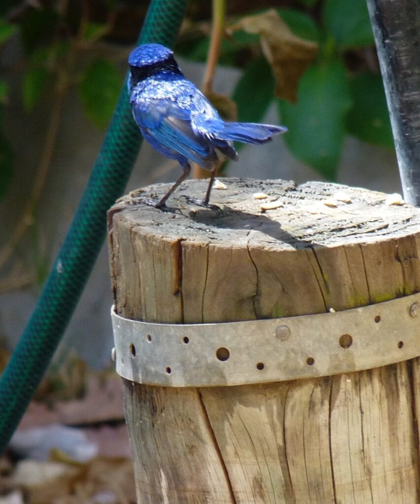 These cute blue wrens kept us company in the van park.