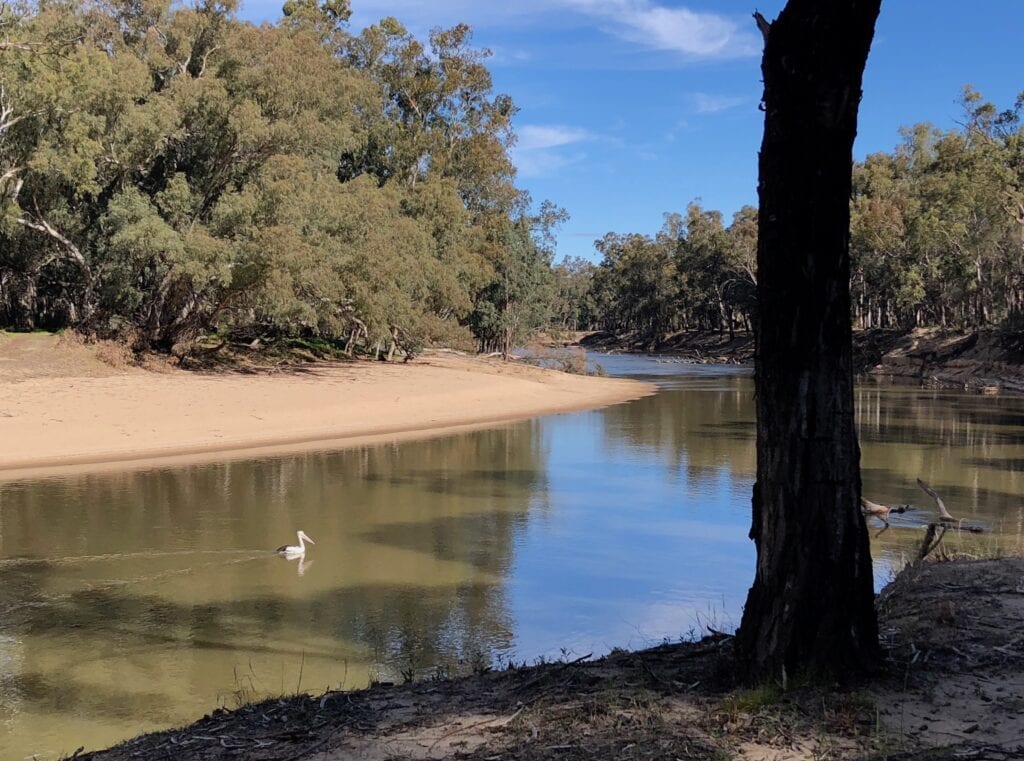 A pelican cruising along the river, Murrumbidgee Valley Regional Park.