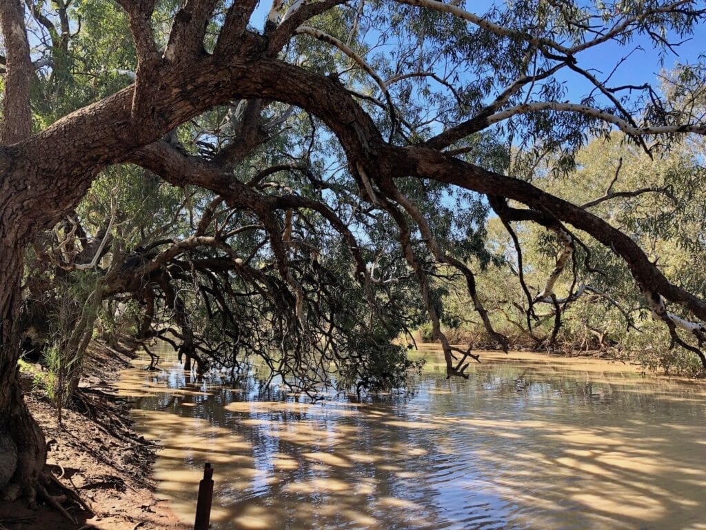 We were fortunate to see the Paroo River flowing at Wanaaring NSW. A rare event.