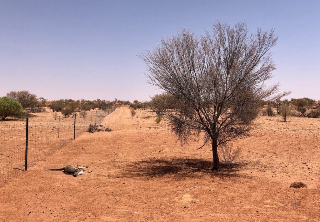 Dead kangaroos and dying mulga. Desperately dry in Corner Country, NSW. Australia's outback.