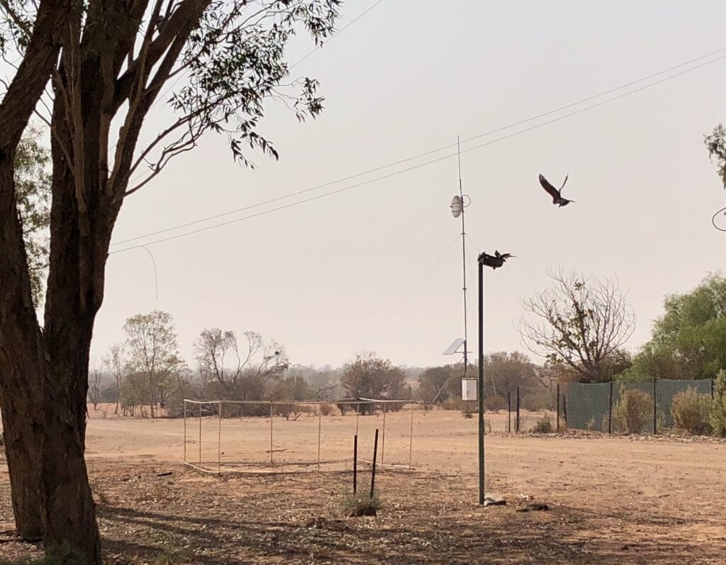 With no surface water within dozens of kilometres, this bird bath at Fort Grey Homestead is keeping hundreds of native birds alive. Sturt National Park NSW.