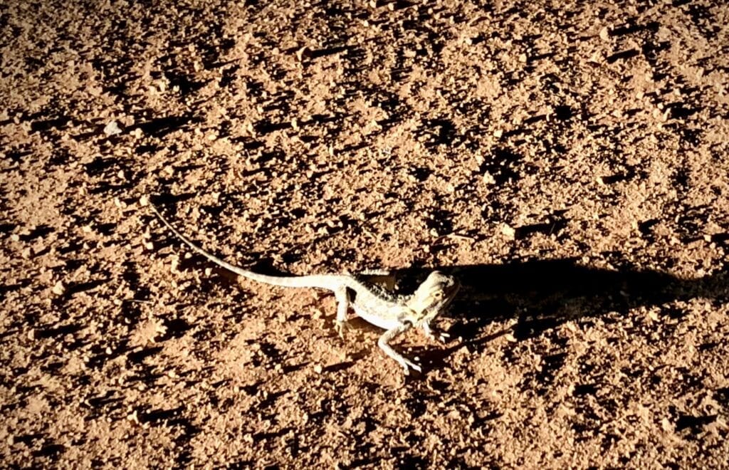 A netted dragon in the headlights at Sturt National Park, NSW.