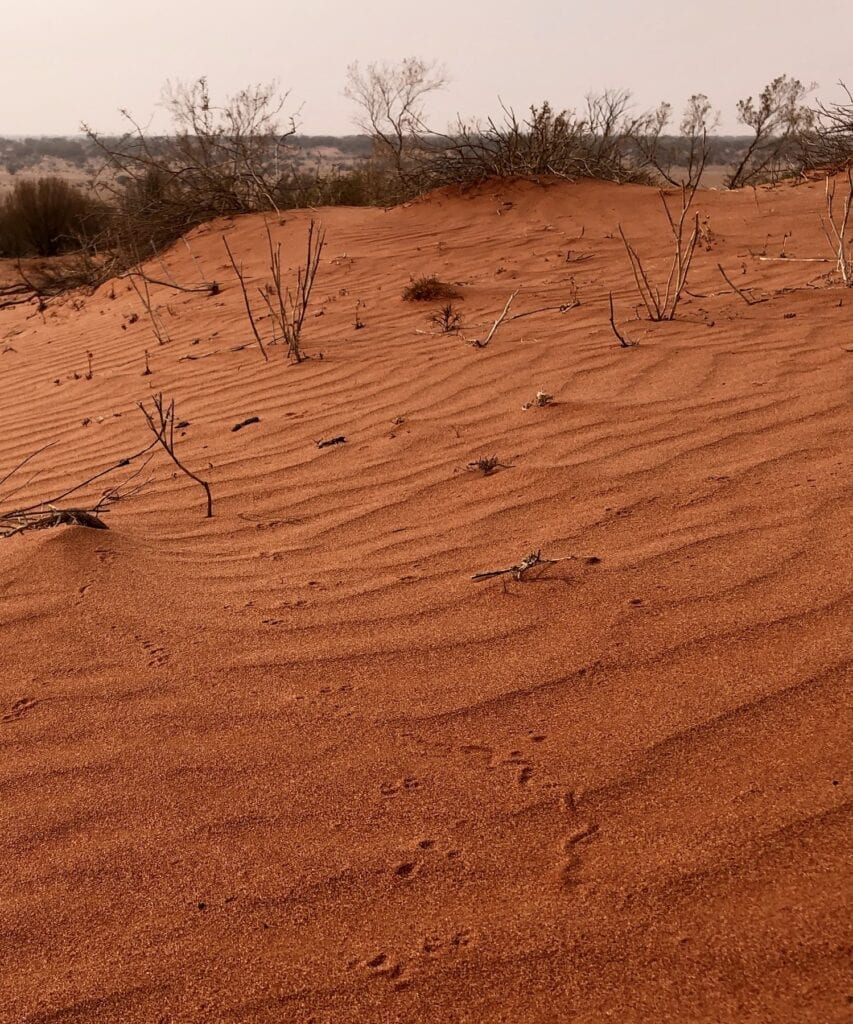 Look carefully and you'll see lizard and dusky hopping mouse tracks in the red sand. These resilient creatures thrive, even during the scorching summers.