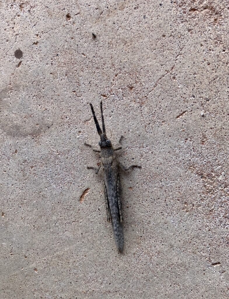 A visitor to our hut while doing our remote caretaker role at For Grey Homestead, Sturt National Park NSW. Probably a Euomopalon.