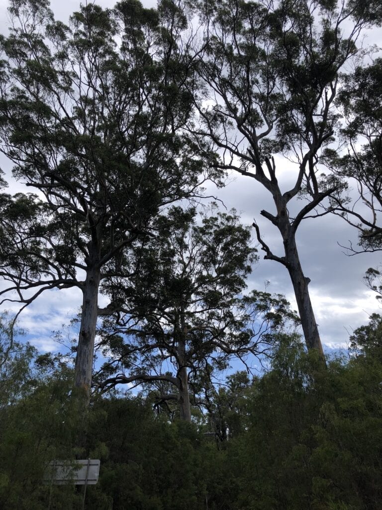 Giant karri trees on Chesapeake Road, South-West Western Australia.