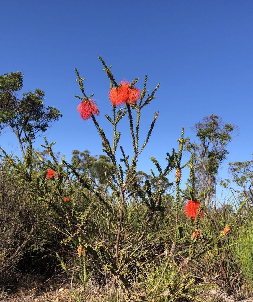 Banksias along Chesapeake Road, South-West Western Australia.