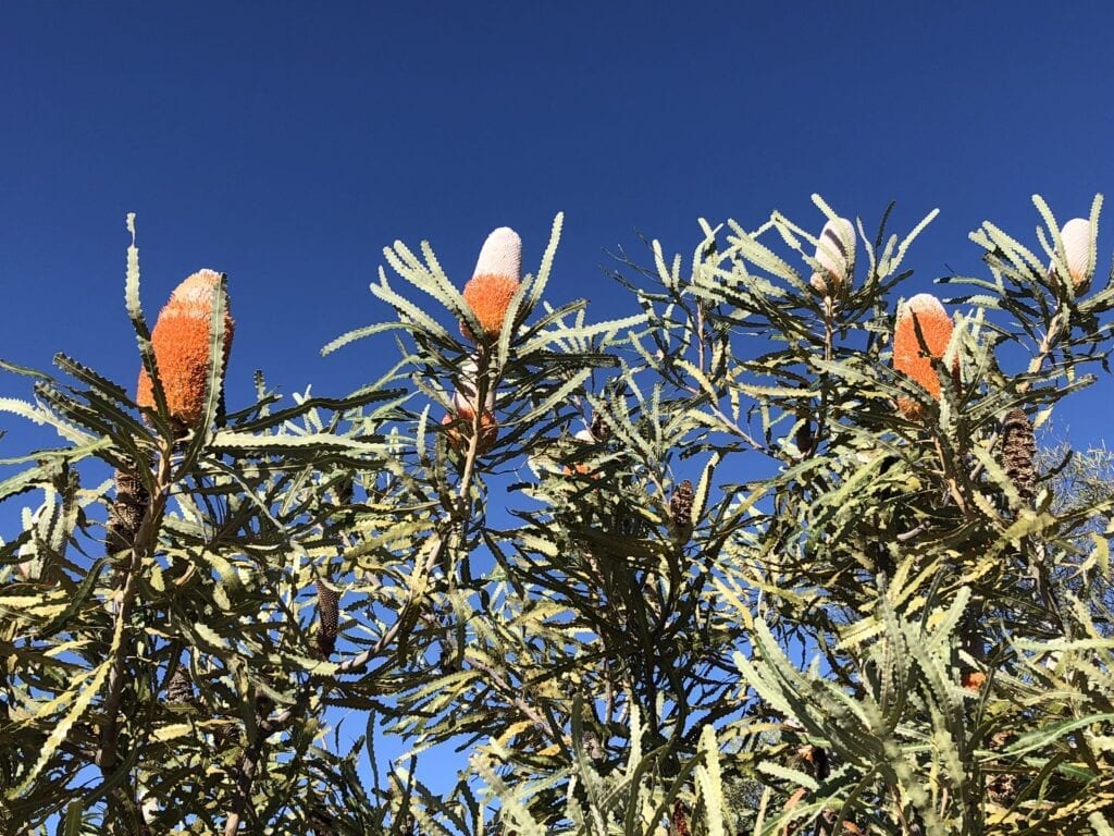 Orange and white banksias in Kalbarri National Park, Western Australia.