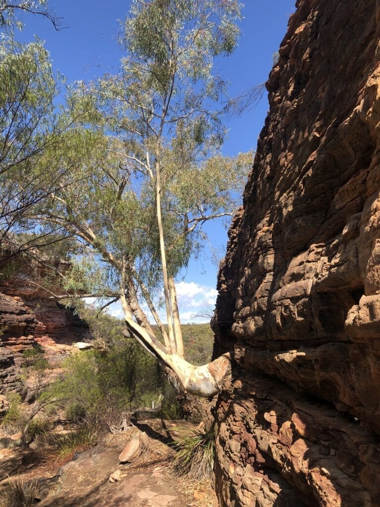 Tree growing out of a sandstone cliff. Z-Bend River Trail, Kalbarri National Park, Western Australia.