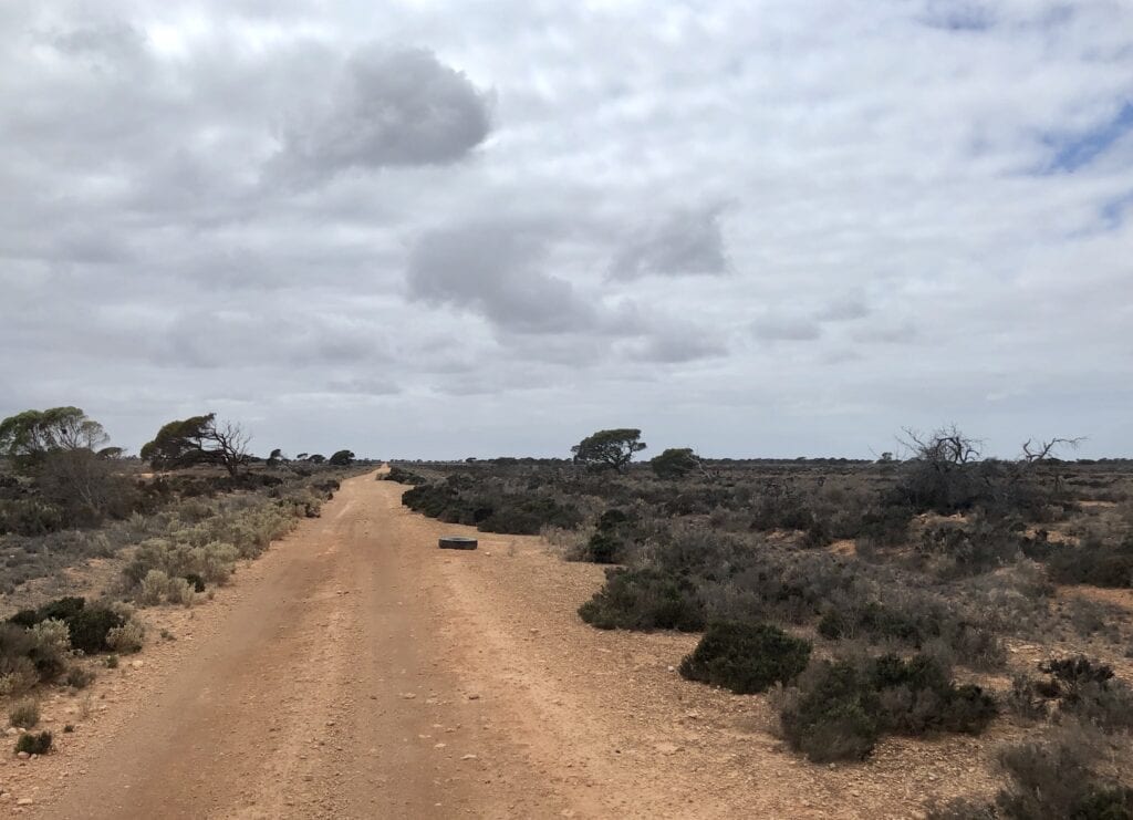 Yet another old trye on the Old Eyre Highway. Nullarbor Plain, SA.