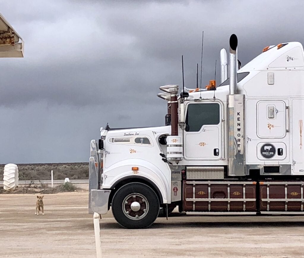 A wild dingo is dwarfed by two huge trucks at the end end of the Old Eyre Highway, Nullarbor Roadhouse SA.