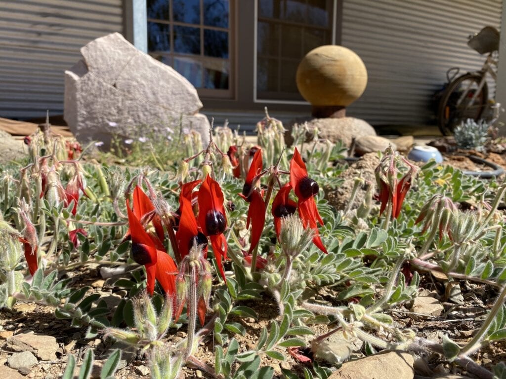 Beautiful red Sturt's Desert Peas at Tibooburra, NSW