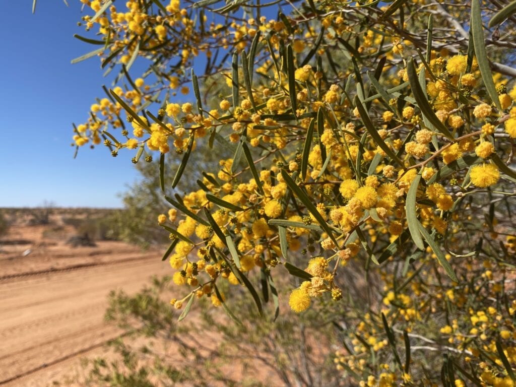 Beautiful yellow acacia flowers seen along the SA/NSW Dingo Fence between Silverton and Milparinka.