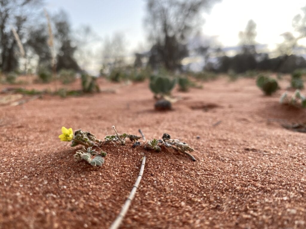 A tiny yellow flower growing in a sand dune, far western NSW. Corner Country NSW.