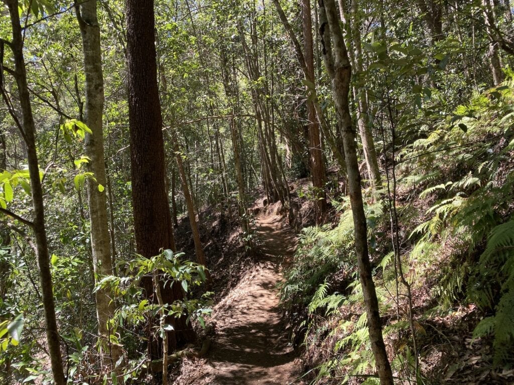 The Knoll walk at Ellenborough Falls, NSW is through beautiful rainforest.