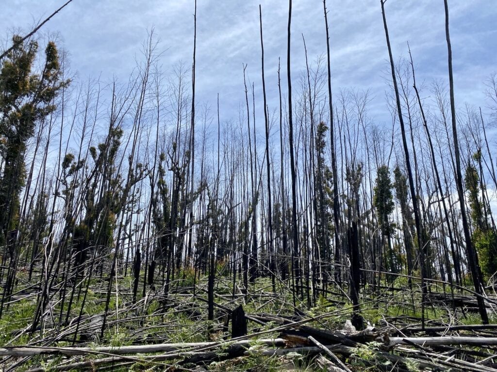 Severely fire-damaged bush in the Oxley Wild Rivers National Park, NSW.