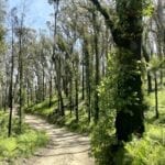 Despite the severe bushfires, the country through the Oxley Wild Rivers National Park NSW is still beautiful.