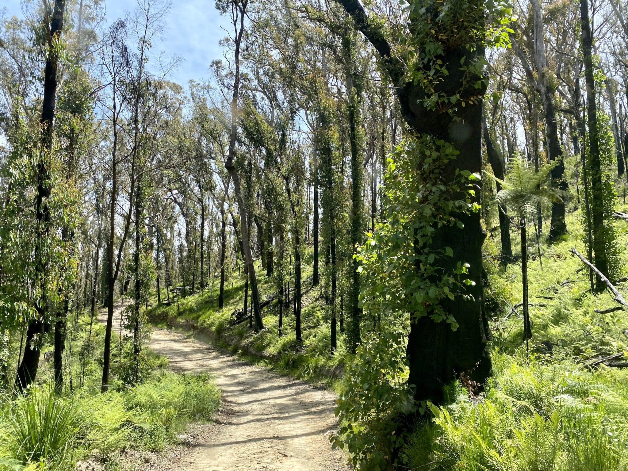 Despite the severe bushfires, the country through the Oxley Wild Rivers National Park NSW is still beautiful.