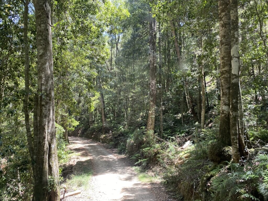 A patch of dense rainforest in Oxley Wild Rivers National Park, NSW.