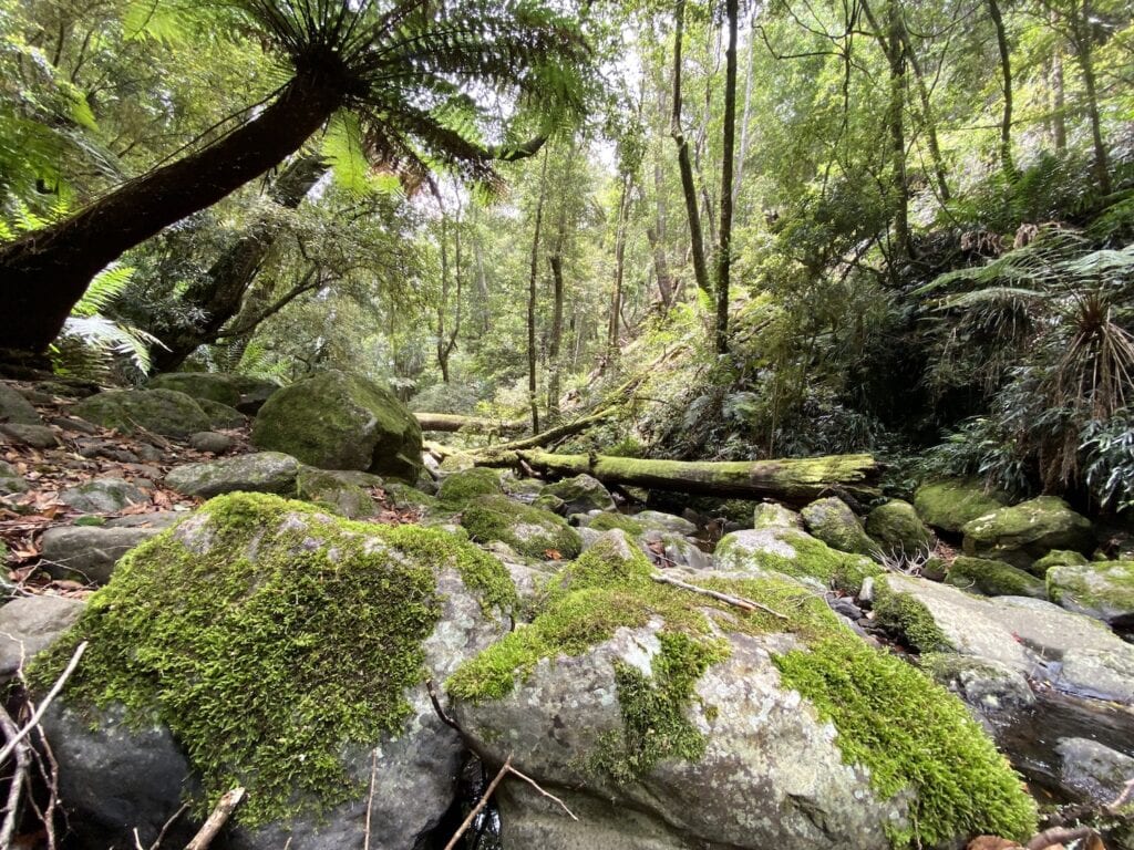 The magical moss-covered Five Day Creek. Cascades Walking Track, New England National Park, NSW.