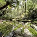 The magical Five Day Creek. Cascades Walking Track, New England National Park, NSW.