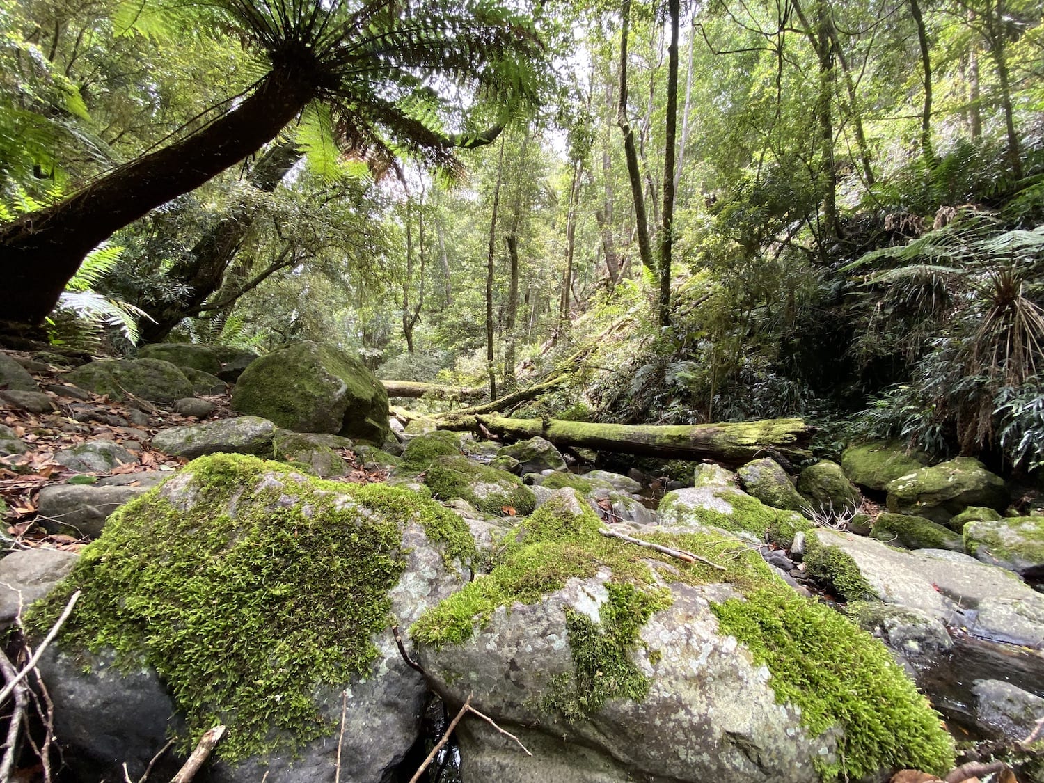 The magical Five Day Creek. Cascades Walking Track, New England National Park, NSW.