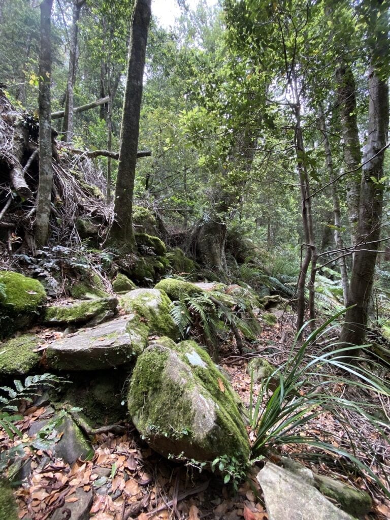 Beautiful ferns and mossy rocks on the Cascades Walking Track, New England National Park, NSW.