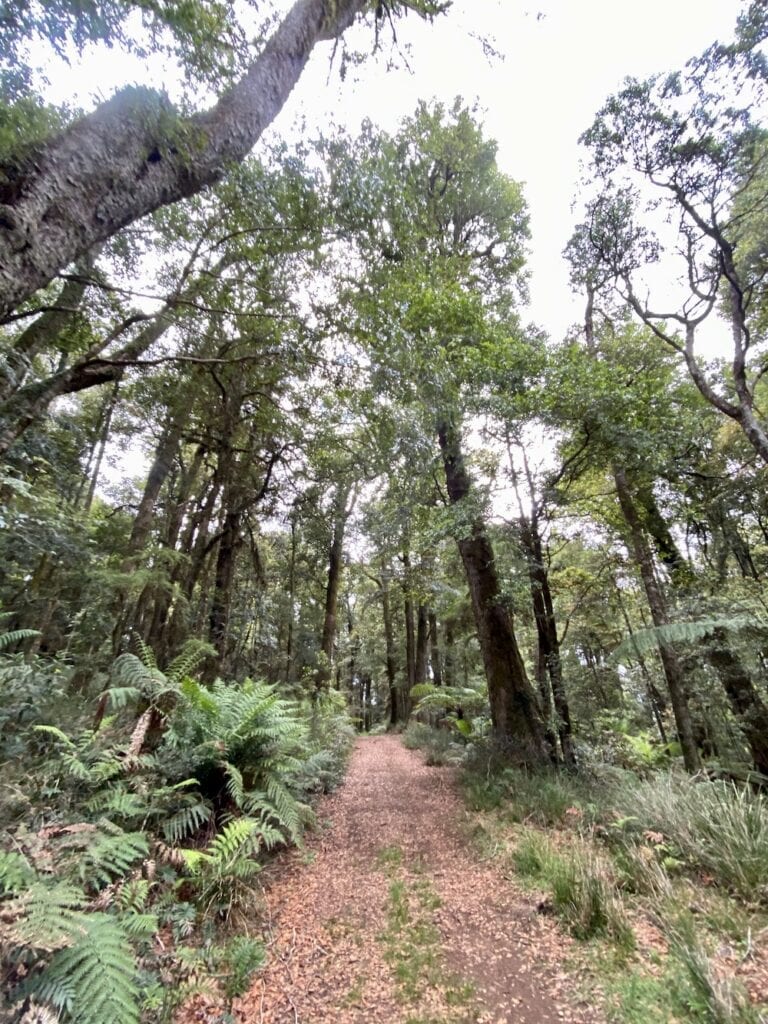 The fire trail to Cascades Walking Track is lined with ferns. New England National Park, NSW.