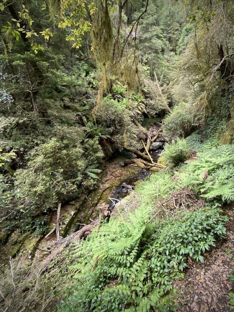 A steep drop into Five Day Creek from the track. Cascades Walking Track, New England National Park, NSW.