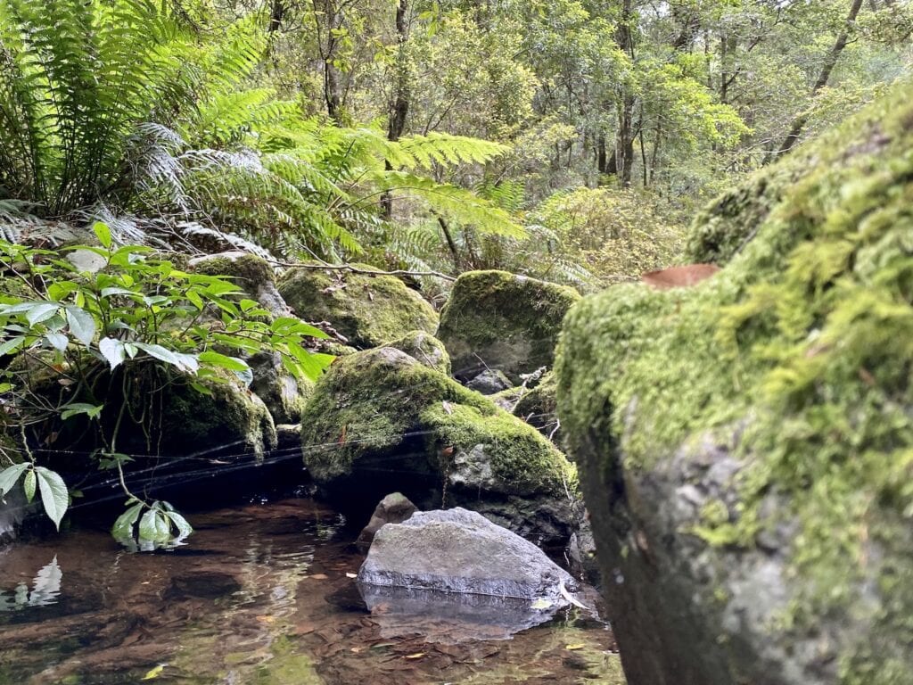 Beautiful mossy rocks and crystal-clear water at Five Day Creek. Cascades Walking Track, New England National Park, NSW.