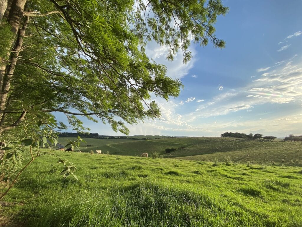 While the grazing country around Dorrigo NSW is beautiful, it's actually cleared rainforest country.