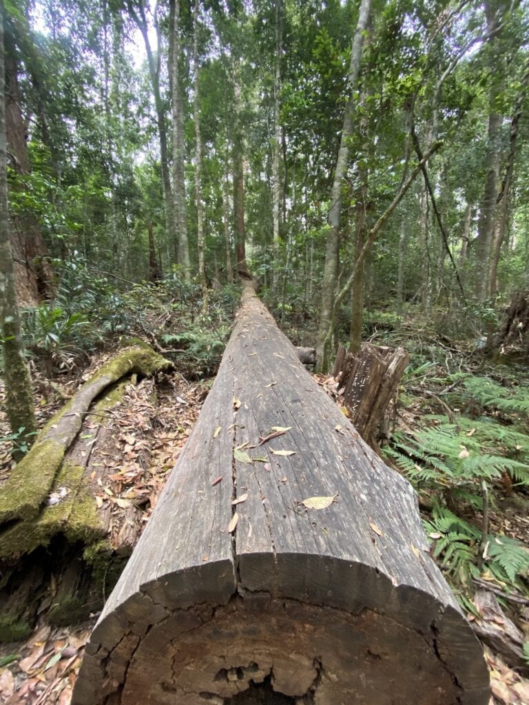 A huge fallen rainforest giant at Norman Jolly Memorial Grove, NSW Australia.