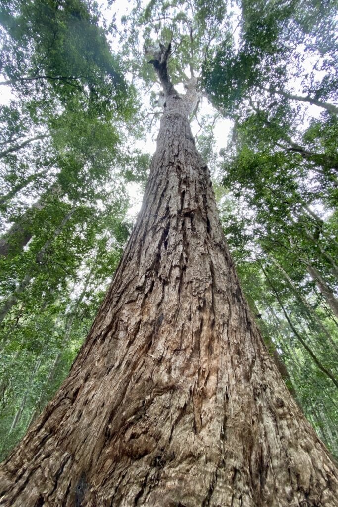 A giant tallow wood tree at the Norman Jolly Memorial Grove, NSW.