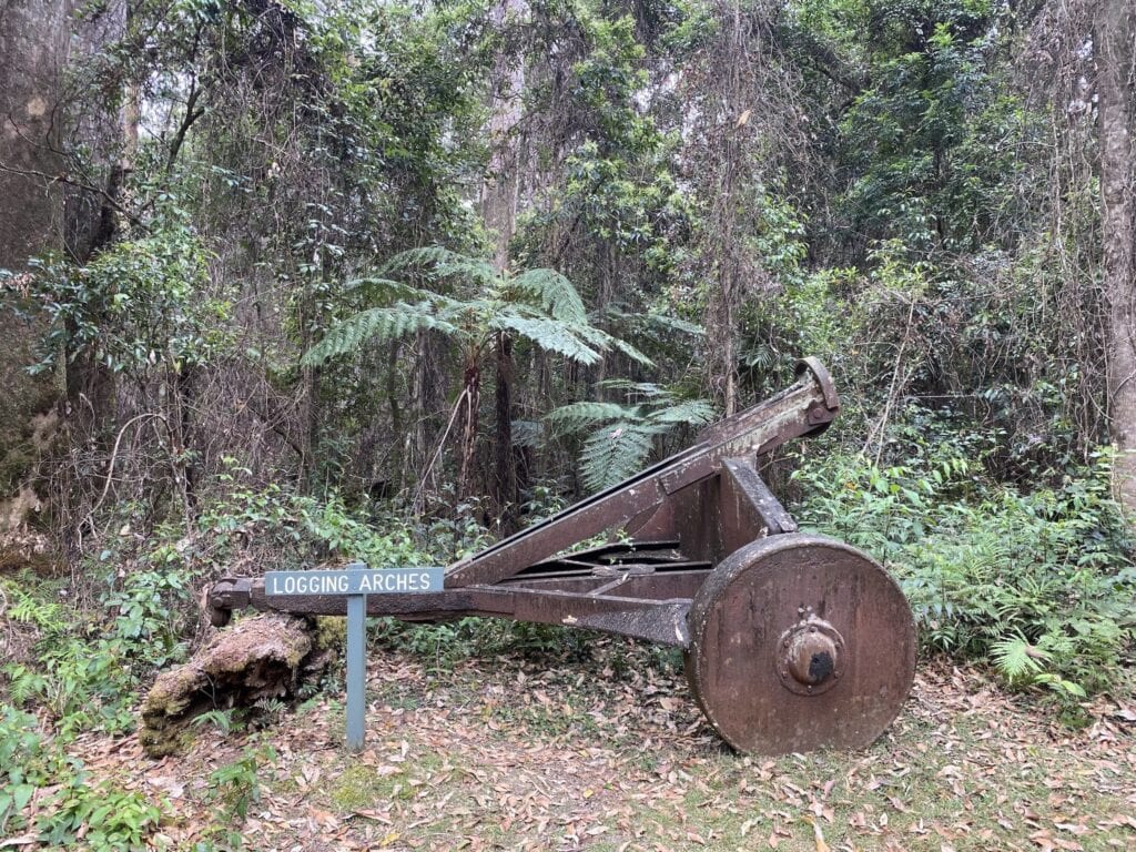 An old logging arch at the Norman Jolly Memorial Grove, NSW.