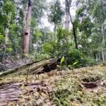 Lush rainforest at the Norman Jolly Memorial Grove, NSW.