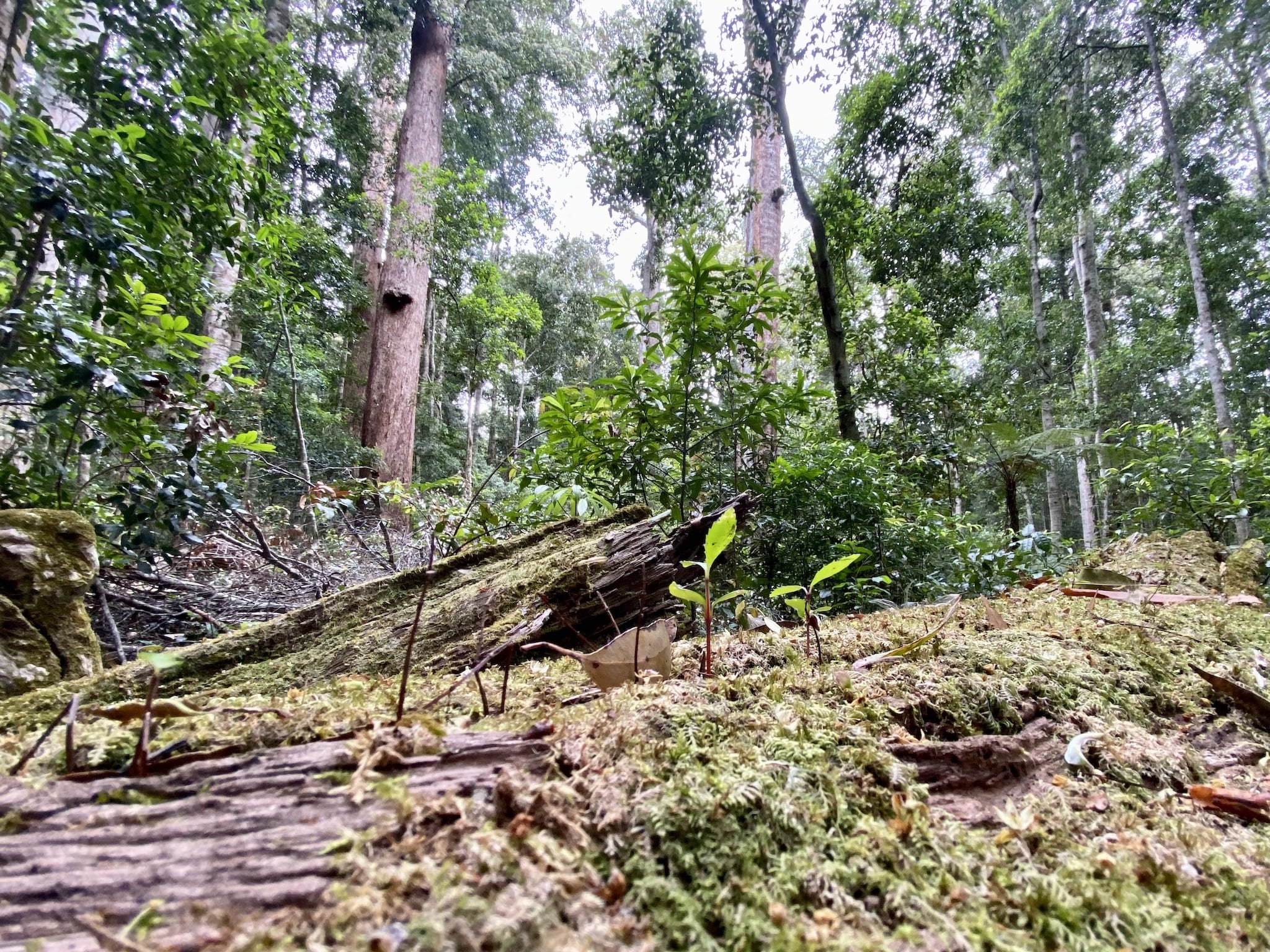 Lush rainforest at the Norman Jolly Memorial Grove, NSW.