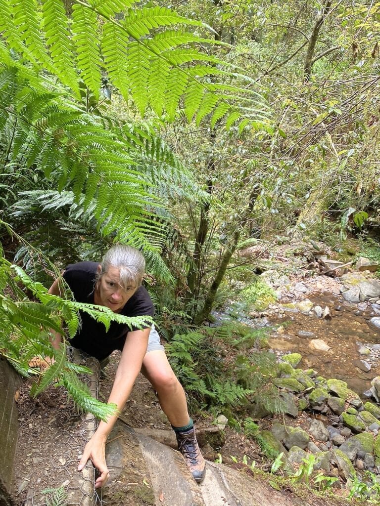 The Cascades Walking Track is steep and difficult in places. New England National Park, NSW.