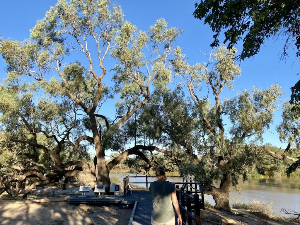 The Burke and Wills Dig Tree on Cooper Creek in south-western Queensland.