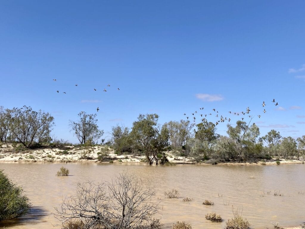 Water birds on Lake Pinaroo, Sturt National Park NSW.