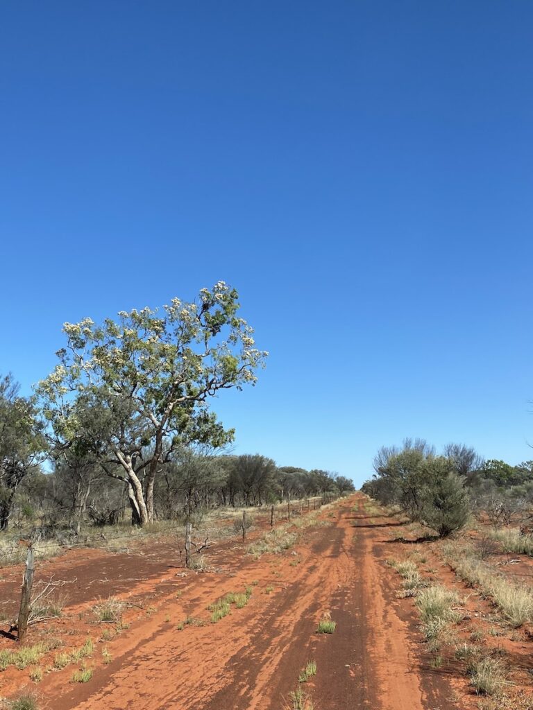 Flowering gum on Beefwood Road, Currawinya National Park QLD.