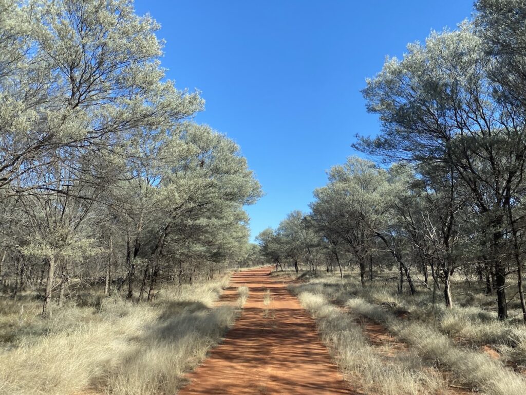 Mulga and grasslands on Beefwood Road, Currawinya National Park QLD.