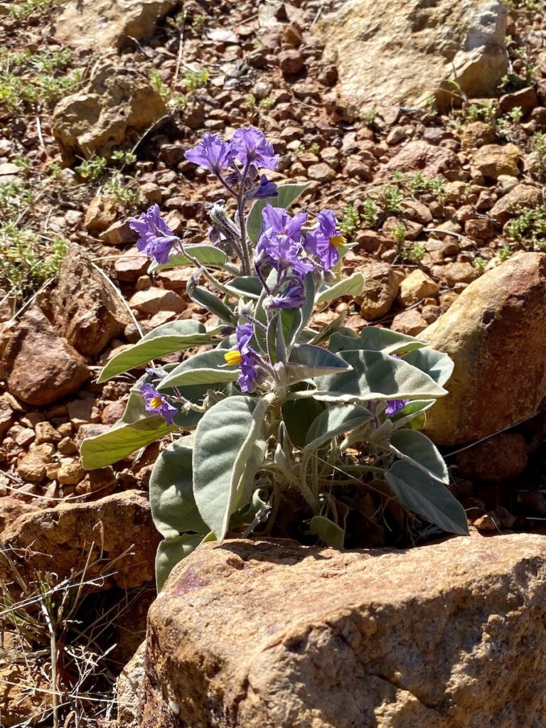 Beautiful purple flowers growing between the rocks at Budjiti Lookout, Currawinya National Park QLD.