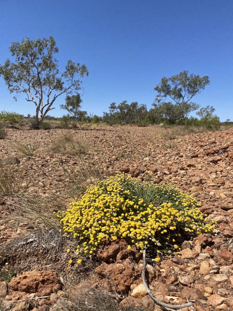 Yellow flowers at Currawinya National Park QLD.