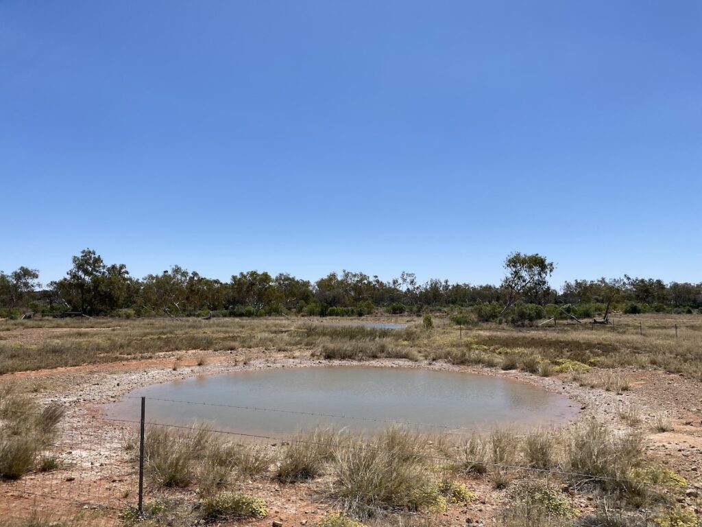 This mound spring has been dammed by pastoralists in Currawinya National Park QLD.