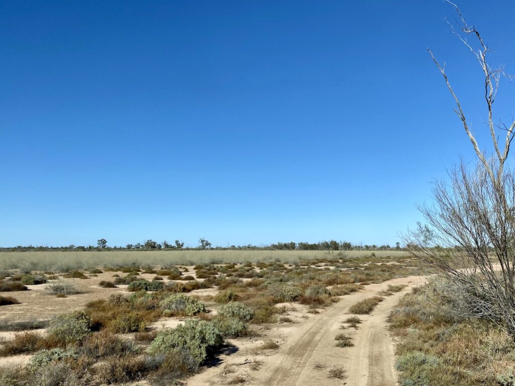 A cane grass swamp on the Werewilka Circuit, Currawinya National Park QLD.