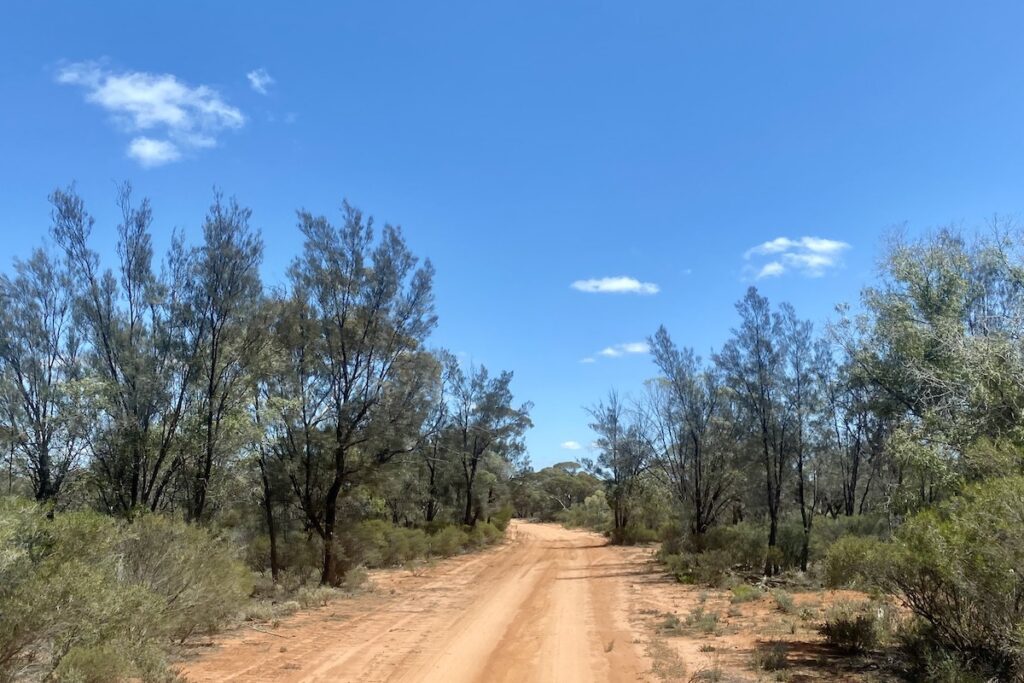 A stand of blackoak trees, Danggali Conservation Park, South Australia.