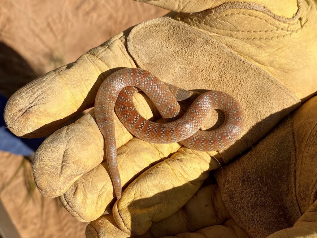 A coral snake, Danggali Conservation Park, South Australia.