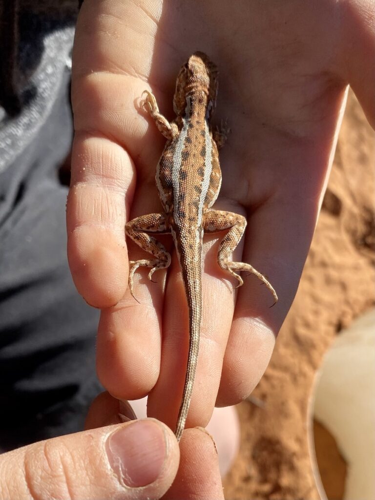 Mallee dragon, Danggali Conservation Park, South Australia.