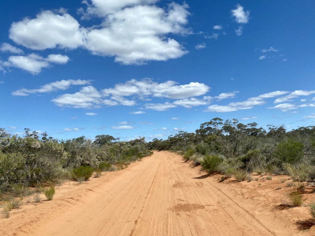 The distinctive mallee country on the road between Yunta and Danggali Conservation Park, South Australia.