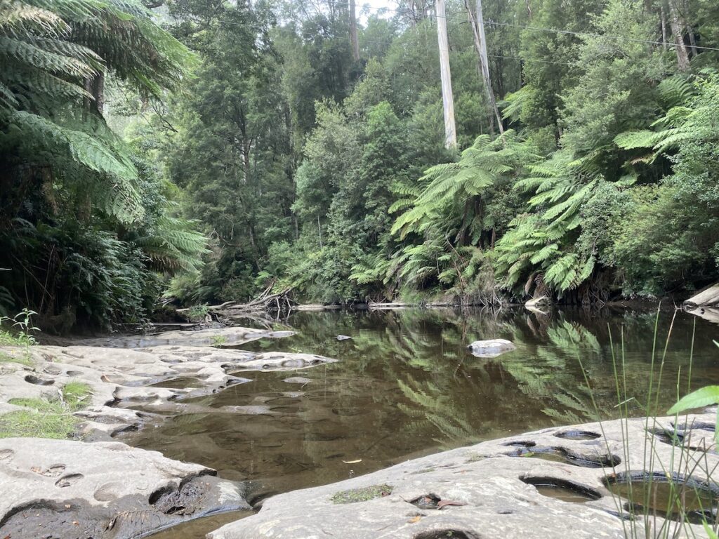 Aire Crossing campground is deep in rainforest country. Great Otway National Park, Victoria.